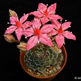 Graptopetalum bellum ex Tacitus bellus PR   ÉPUISÉ - OUT of STOCK - AGOTADO